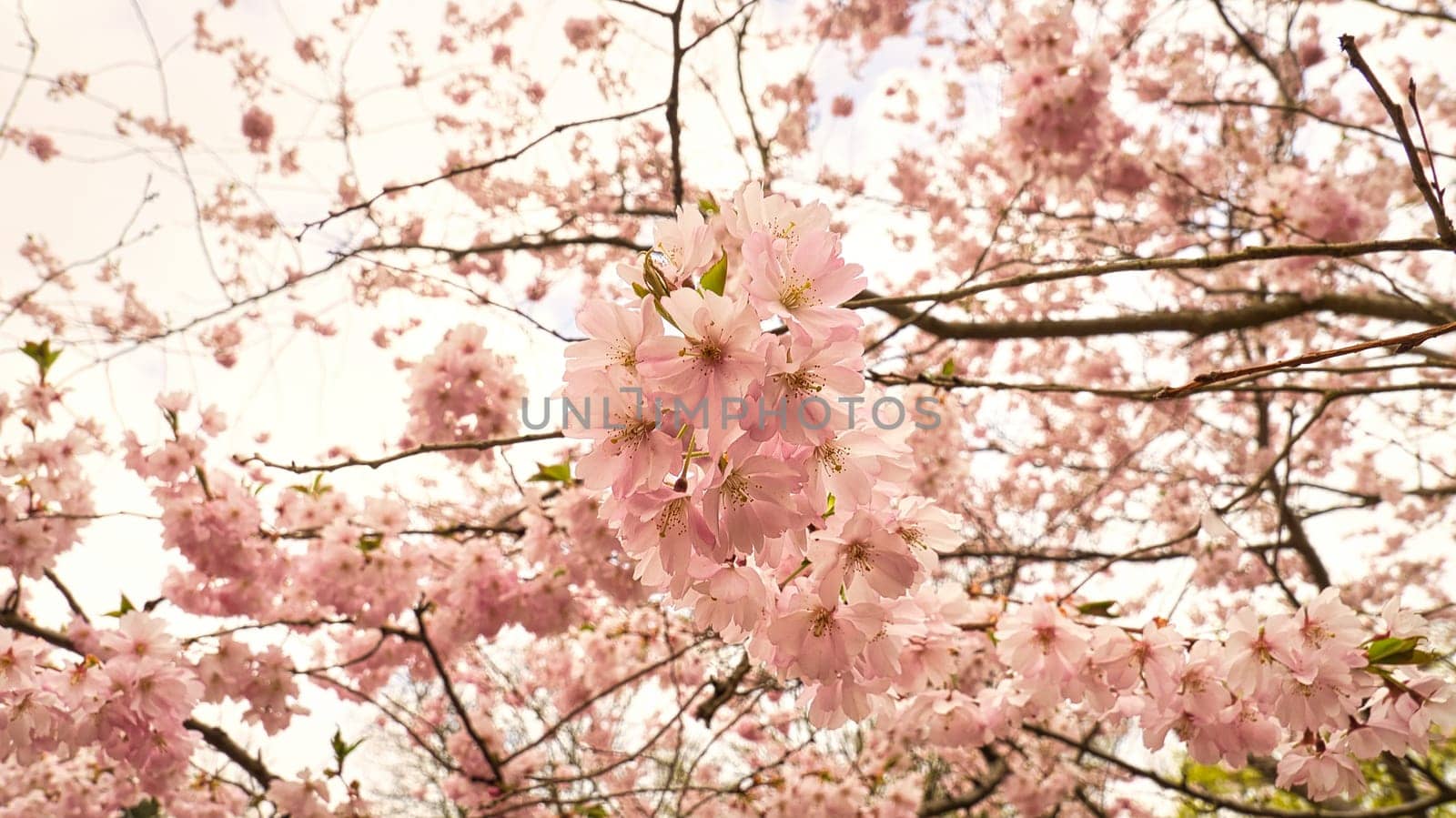 Cherry blossoms in the park in Berlin. In spring these beautiful looking flowers bloom in full splendor
