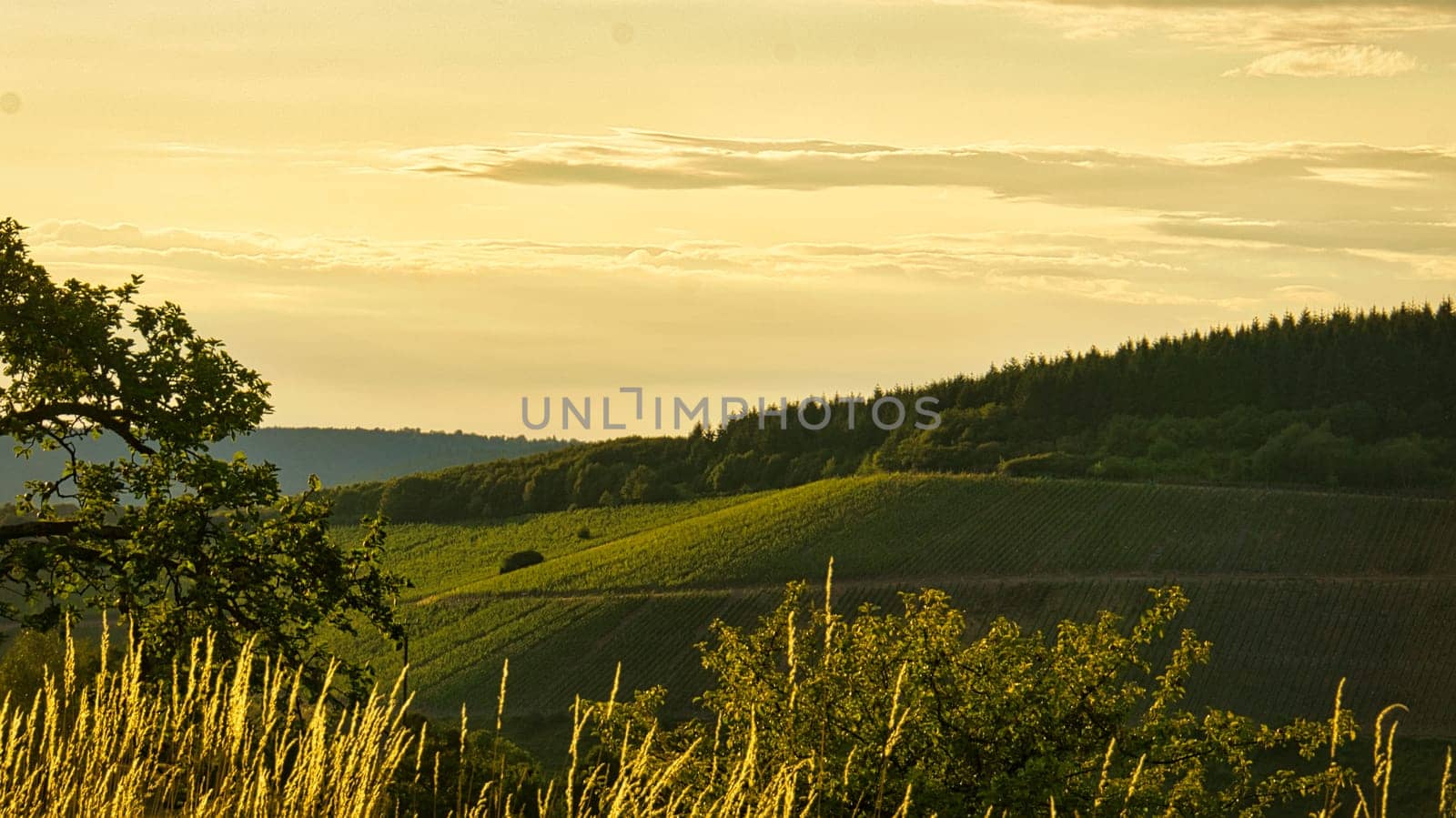 Vineyards in rich colors. The vines with the grapes are ripe. These are taken for consumption or you make wine from them to enjoy.