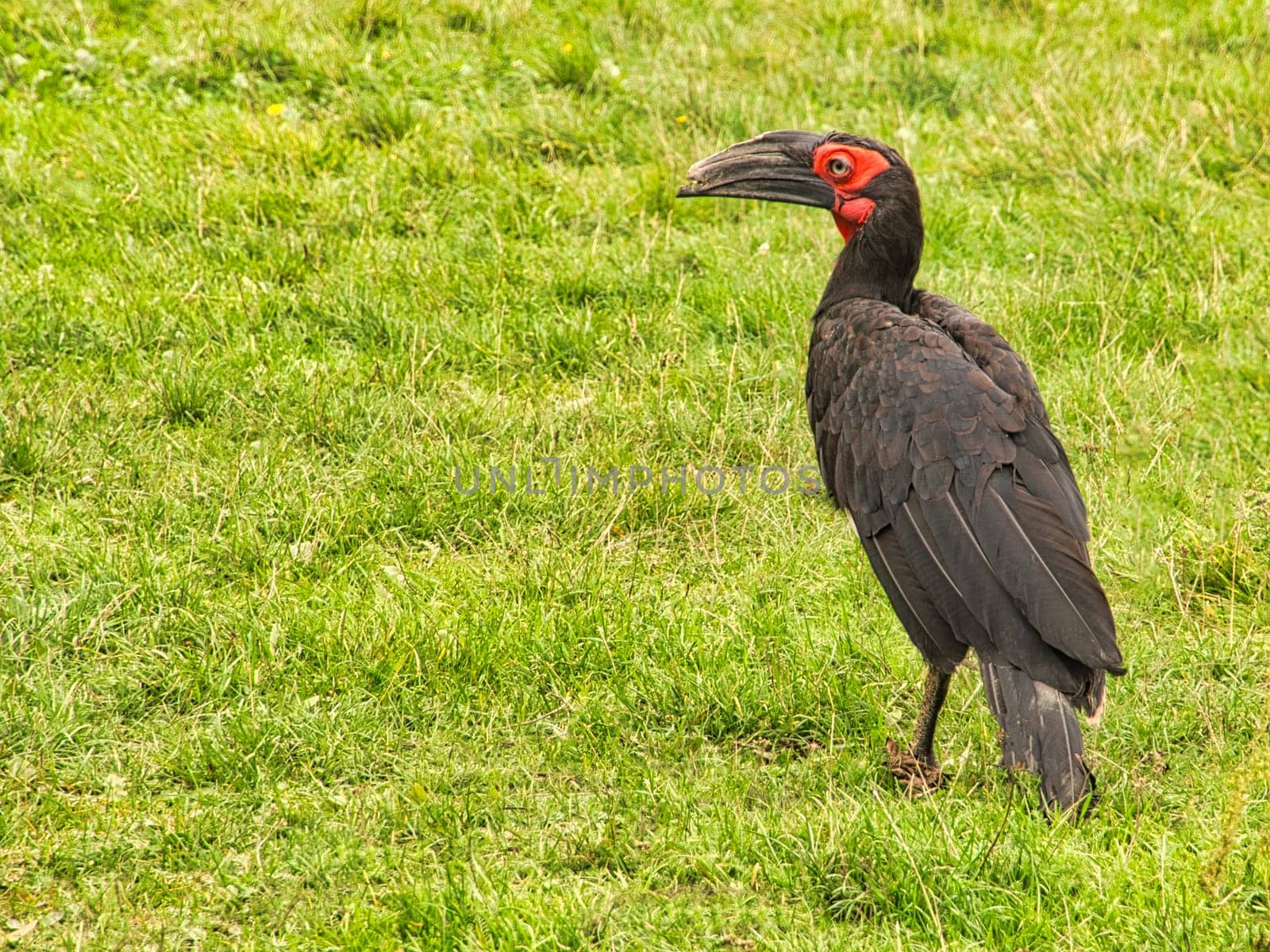 An African horned raven at Marlow Bird Park. The corvid is very intimate