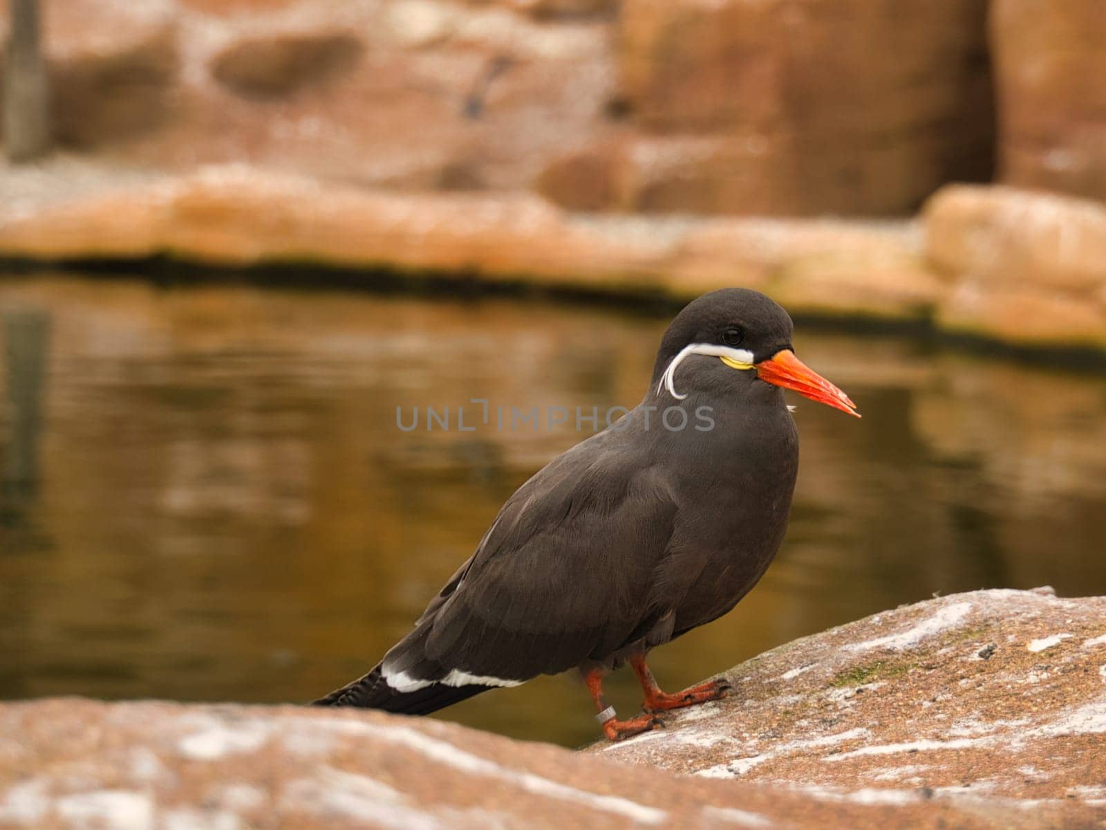 the inka tern is a seabird with gray plumage and red beak with a wise head feather. it lives on the ocean