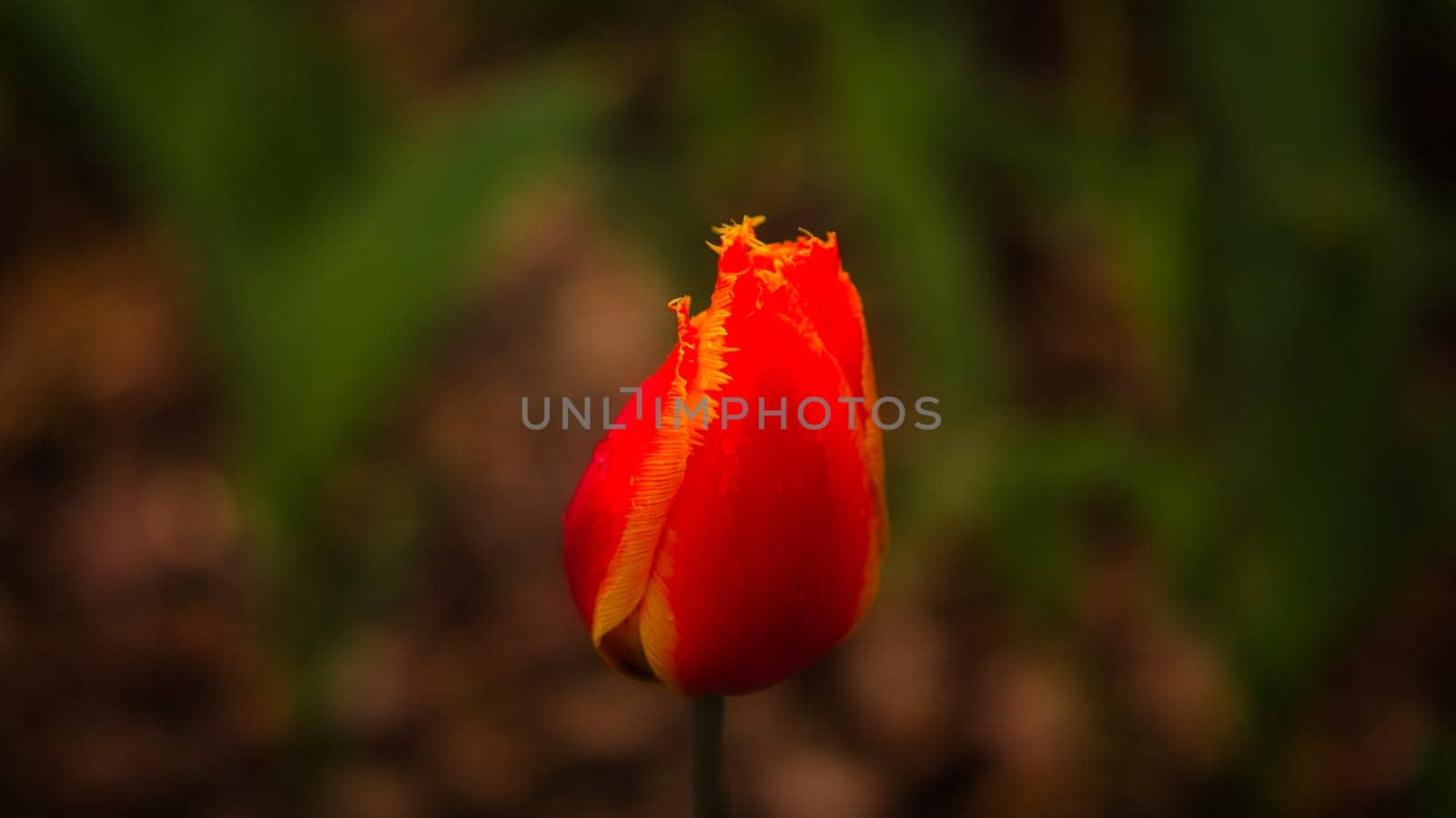 Tulips depicted individually. Flower with bokeh in red and yellow. Close up of the plant
