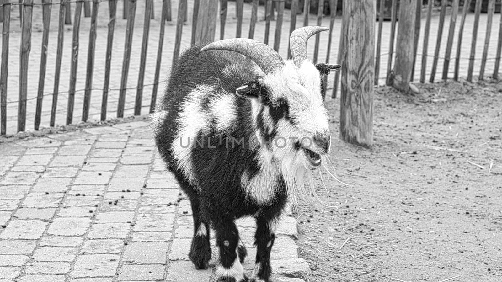Goat close up in black and white with long goat bard. curious farm animals that can also be found in the petting zoo