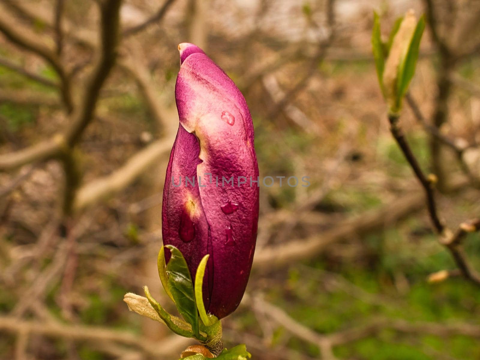 Magnolia trees are a true splendor in the flowering season. An eye-catcher in the landscape. Flowers photo from nature
