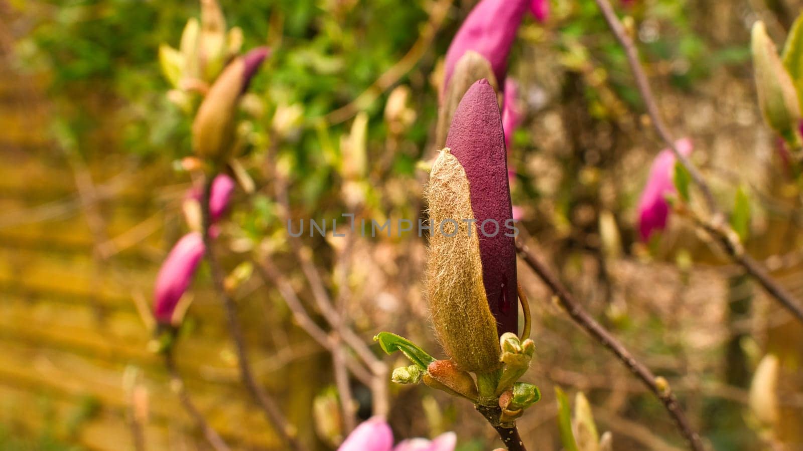 Magnolia trees are a true splendor in the flowering season. An eye-catcher in the landscape. Flowers photo from nature