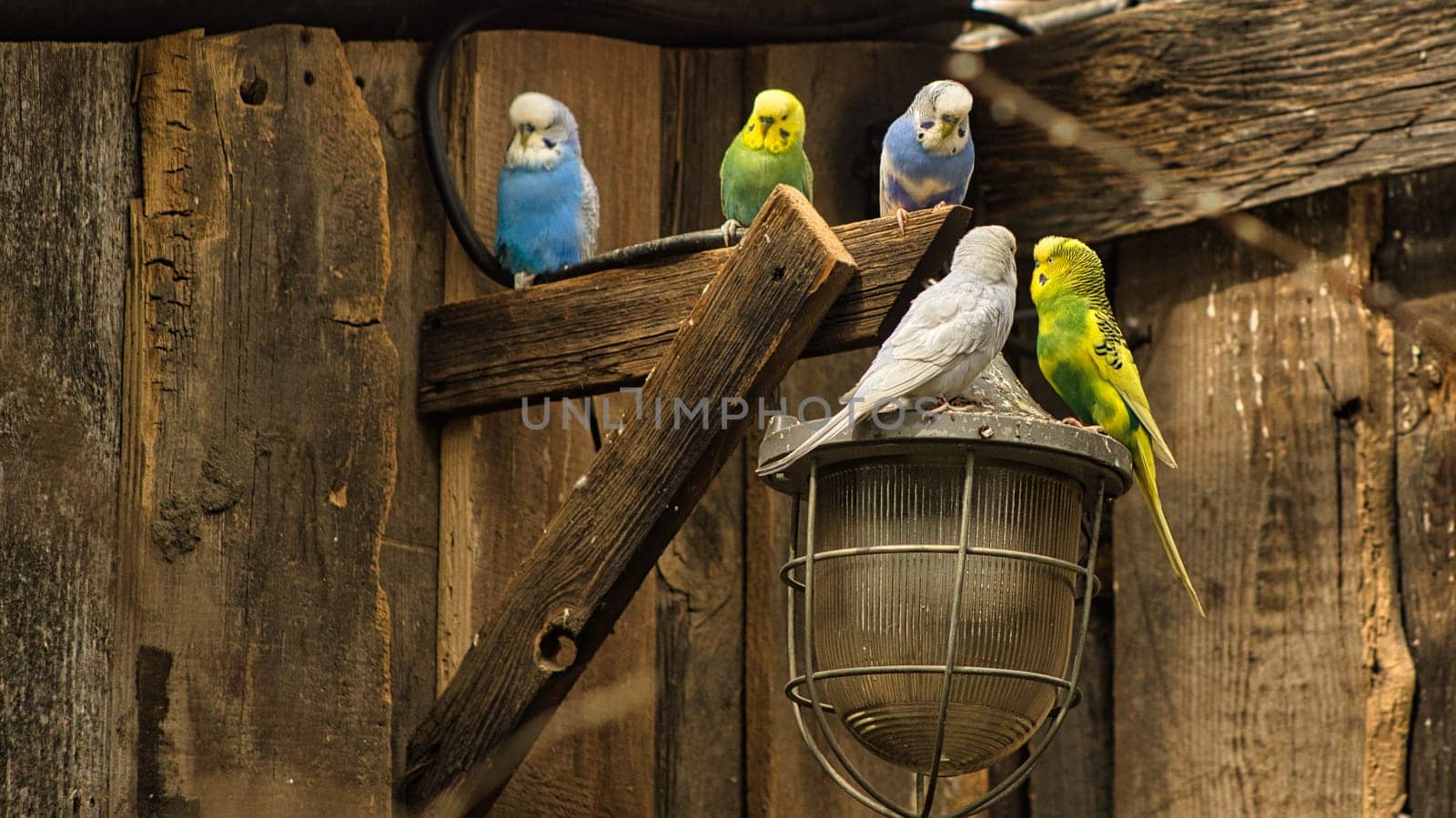 Budgies in decorative environment playing, eating and cuddling. Parakeets in powerful colors. the small birds are very affectionate and curious.