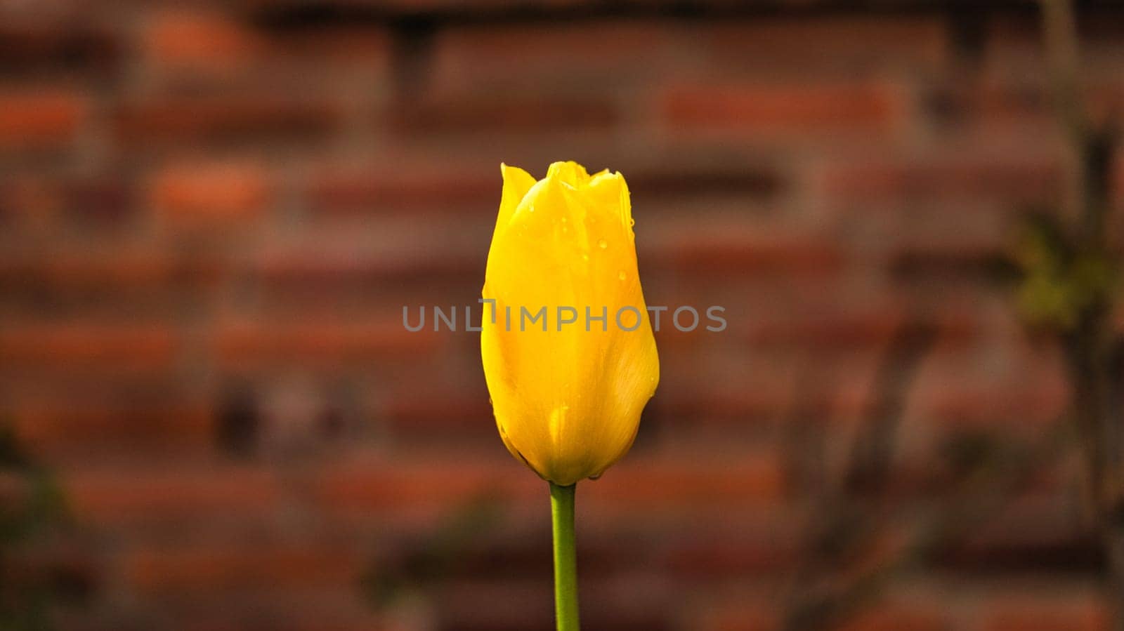 Yellow Tulip cropped and shot with bokeh on a meadow in spring. Dreamy and romantic shot of early bloomer flower