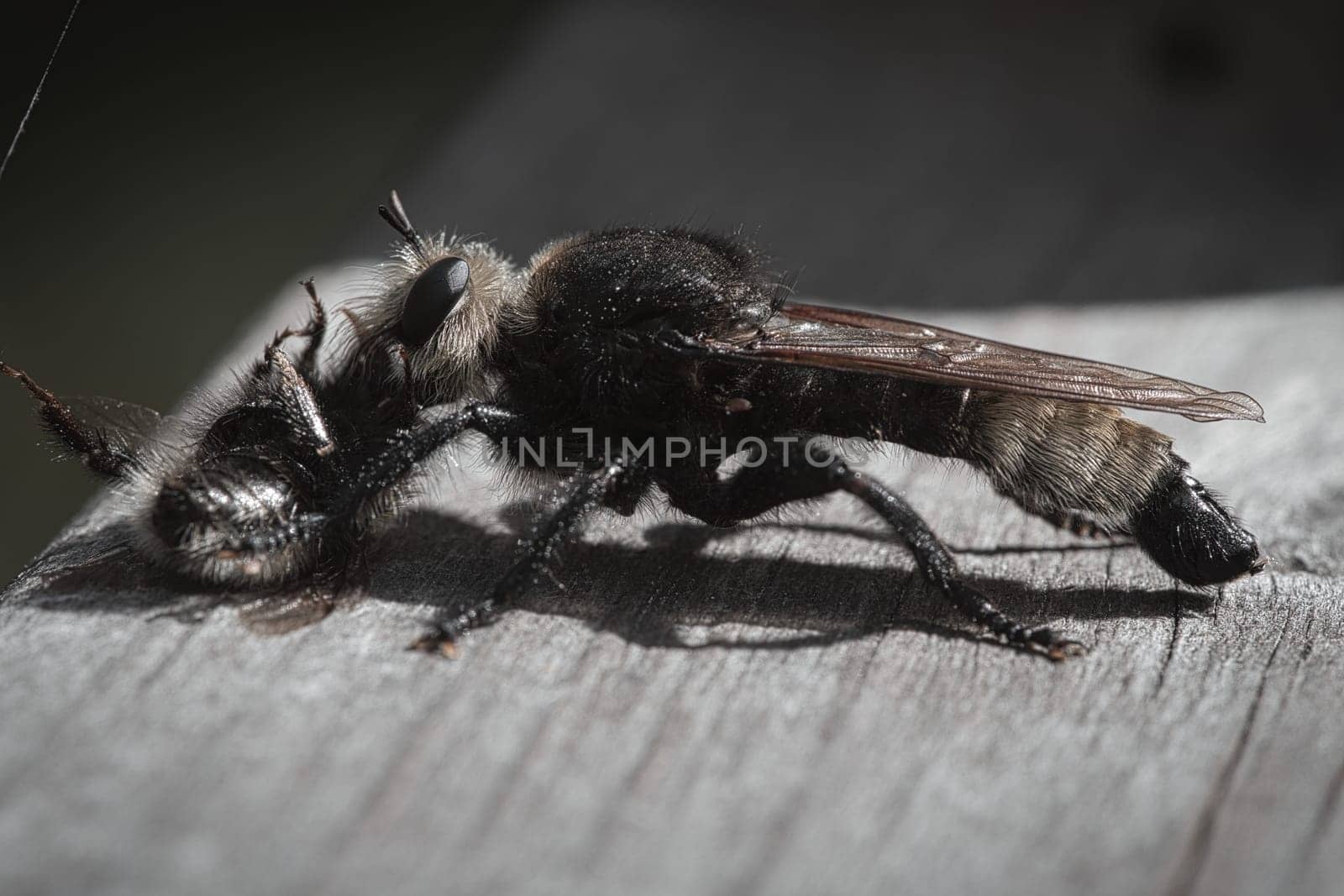 Yellow murder fly or yellow robber fly with a bumblebee as prey. The insect is sucked out by the hunter. Yellow black hairs cover the hunter. Macro shot from nature