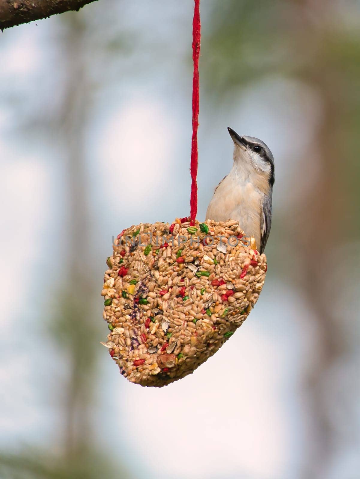 Nuthatch, observed at a feeder heart feeding in the forest. Small gray and white bird. Animal photo from nature