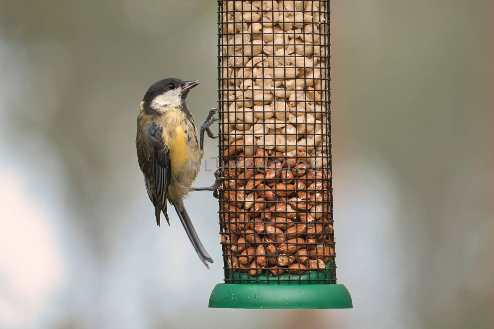 Great tit sitting in tree on a branch. Wild animal foraging for food. Animal shot of a bird from nature