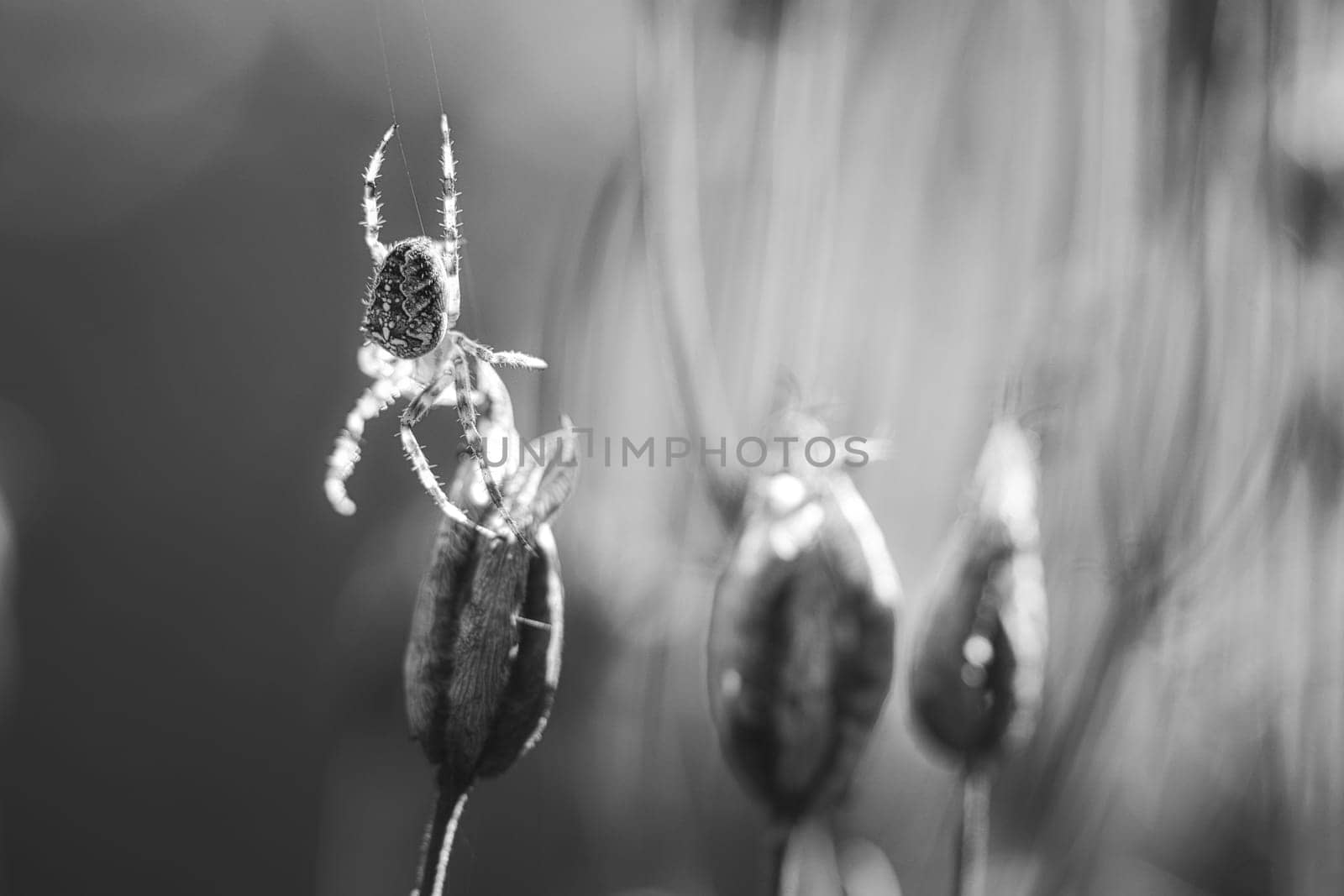 Cross spider shot in black and white, crawling on a spider thread to a plant. Blurred background. A useful hunter among insects. Arachnid. Animal photo from the wild.