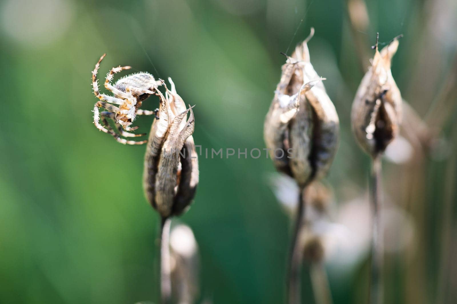 Cross spider crawling on a spider thread to a plant. Blurred background. A useful hunter among insects. Arachnid. Animal photo from the wild.