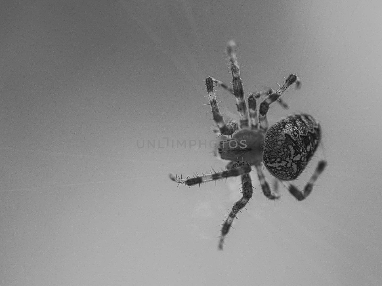 Cross spider shot in black and white, in a spider web, lurking for prey. Blurred background. A useful hunter among insects. Arachnid. Animal photo from the wild.
