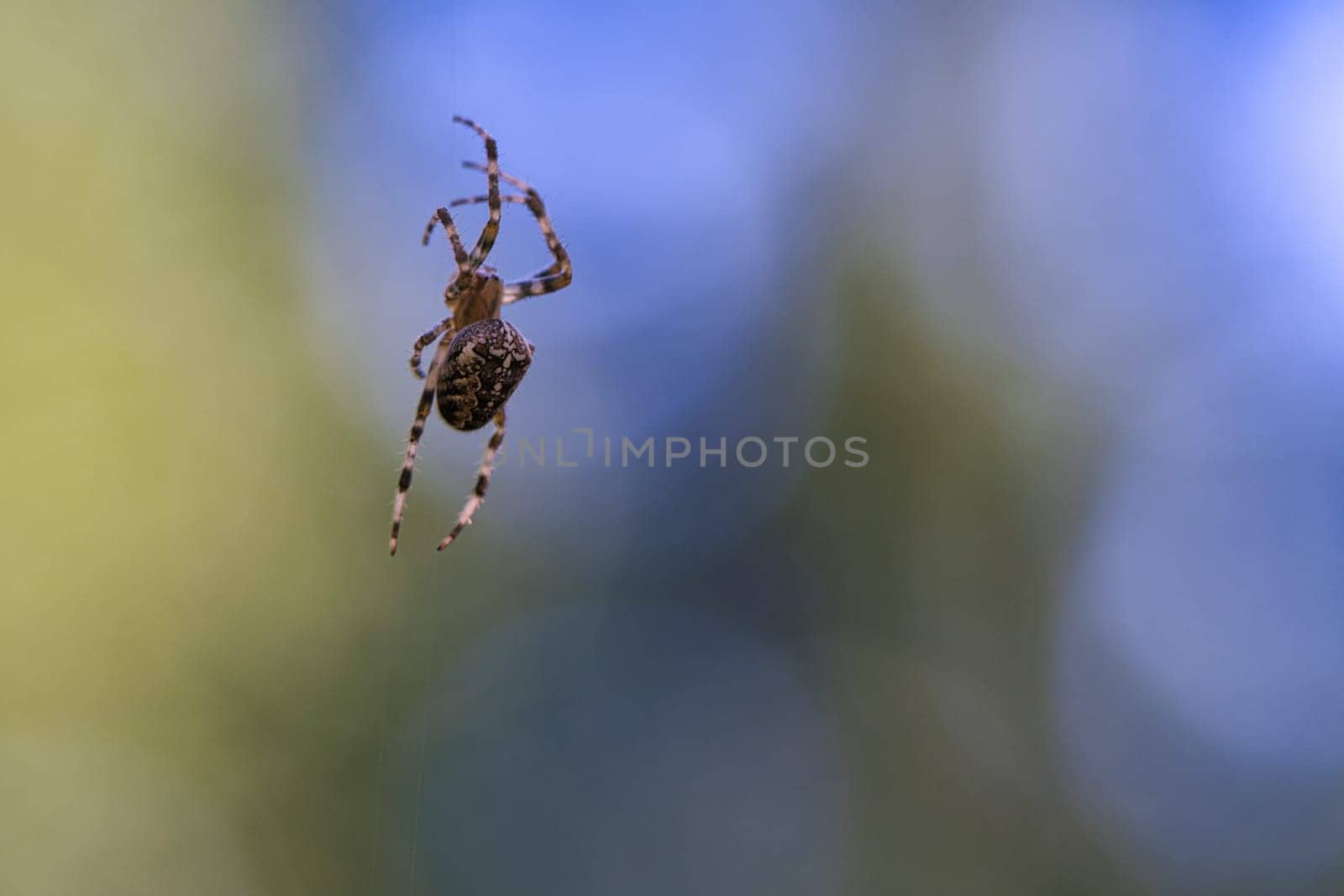 Cross spider crawling on a spider thread. Blurred background. A useful hunter among insects. Arachnid. Animal photo from the wild.