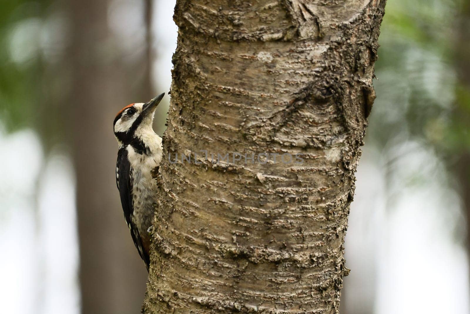 Great spotted woodpecker foraging in the forest on a tree with blurred background. Animal shot from nature