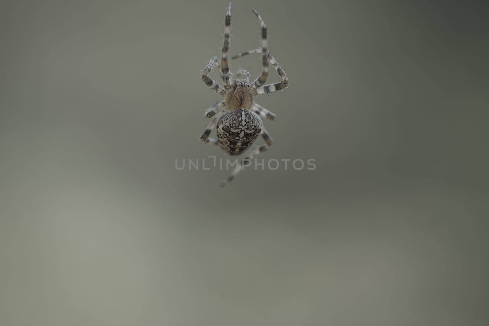 Cross spider shot crawling on a spider thread. Halloween fright. Blurred background. A useful hunter among insects. Arachnid. Animal photo from the wild.