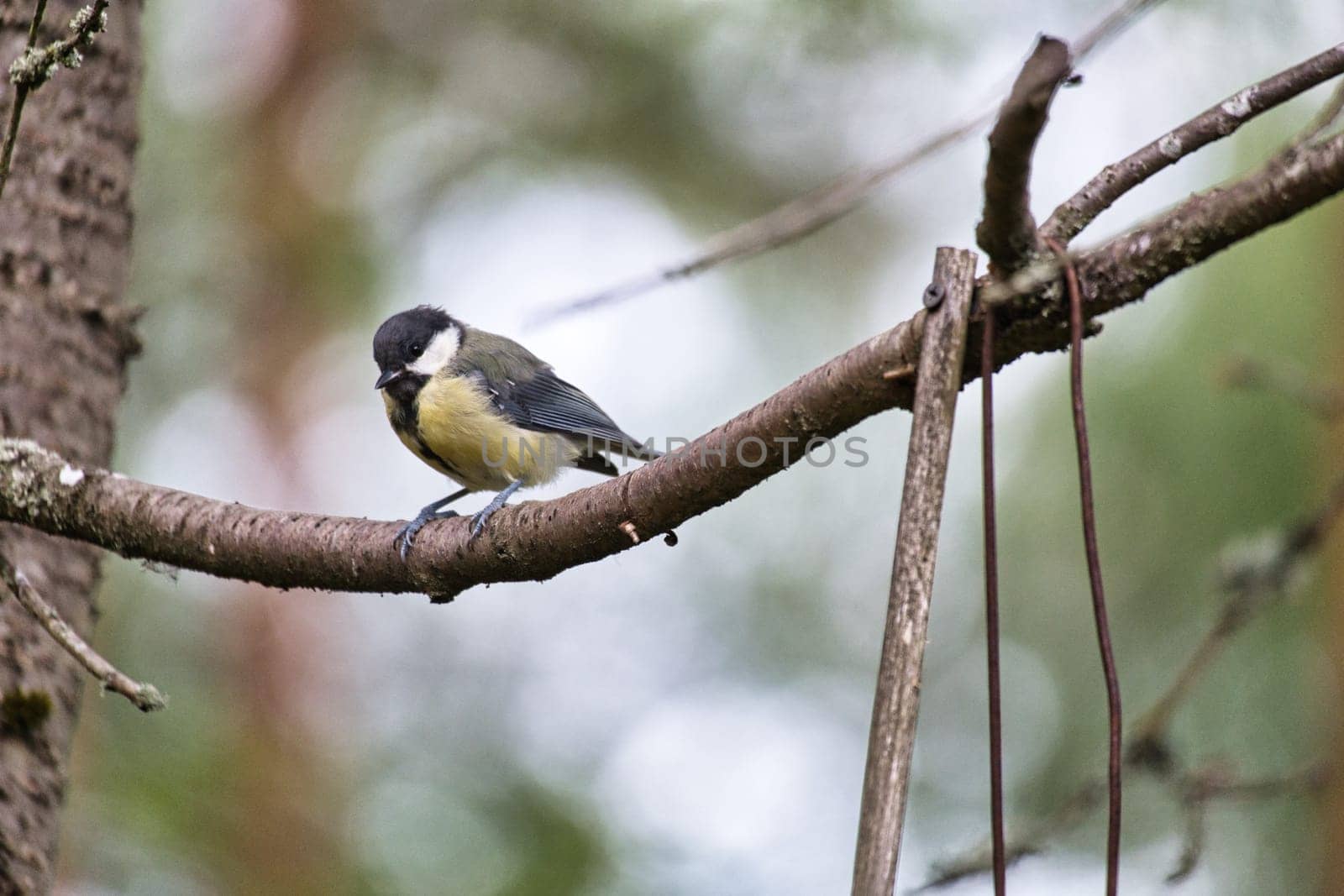 Great tit sitting in tree on a branch. Wild animal foraging for food. Animal shot of a bird from nature