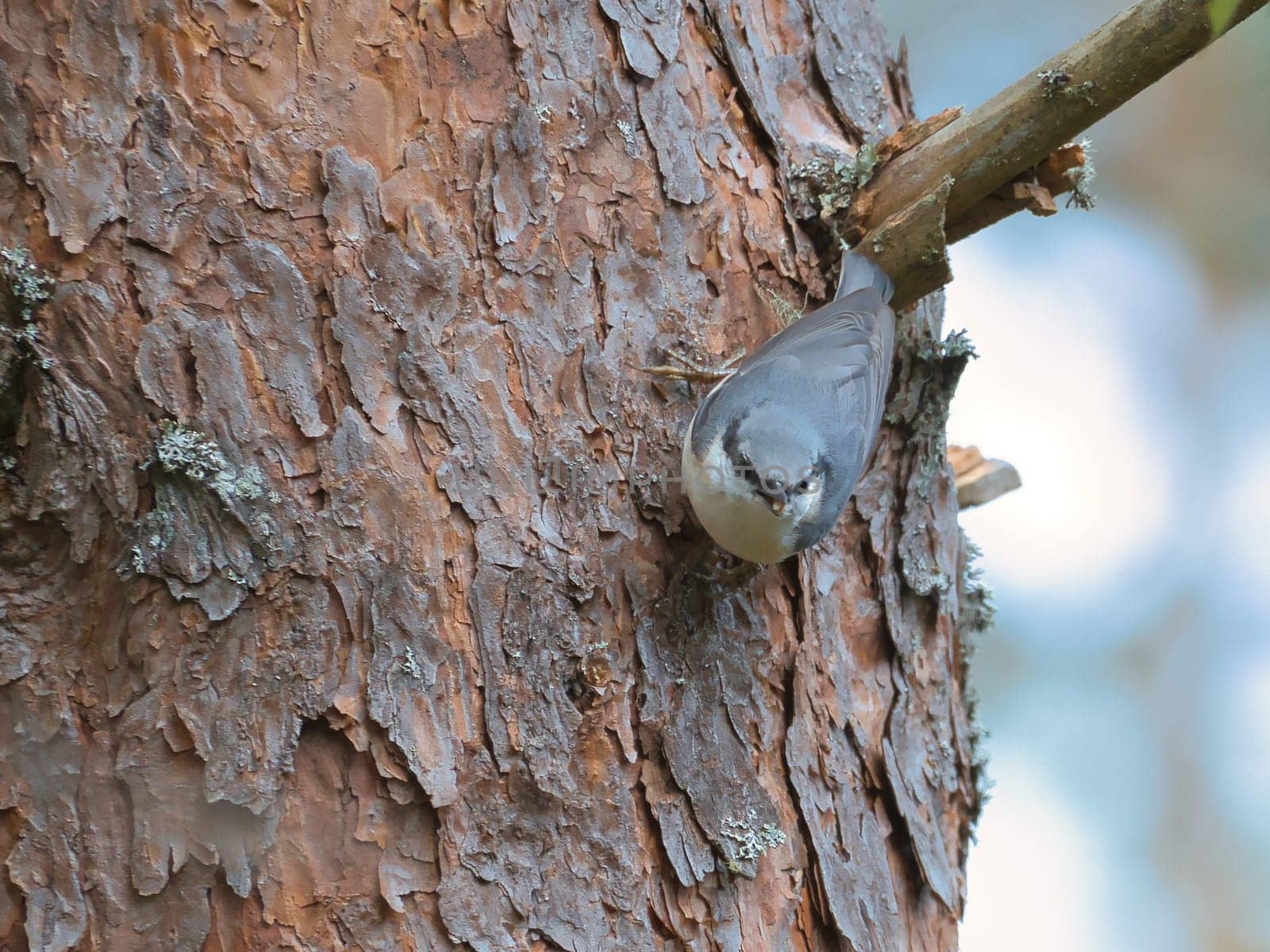 Nuthatch, on a tree trunk looking for food. Small gray and white bird. Animal photo from nature