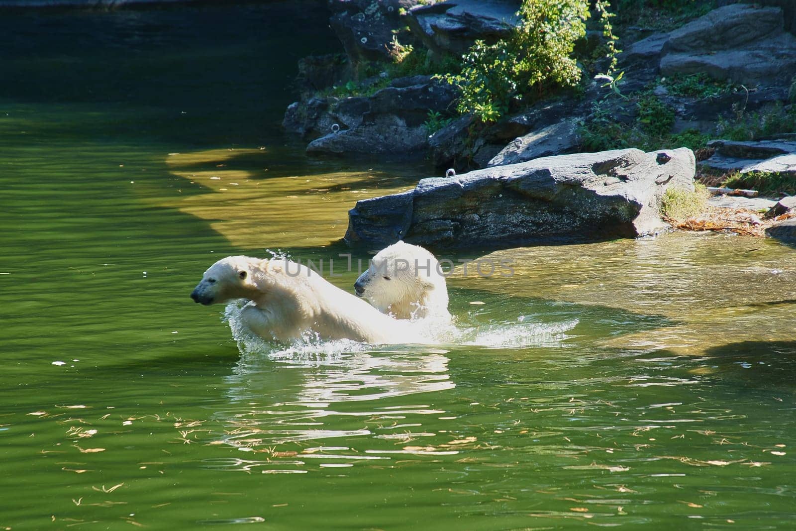 Polar bear mother playing with polar bear cub in water. White fur of the large predator. Mammal animal photo