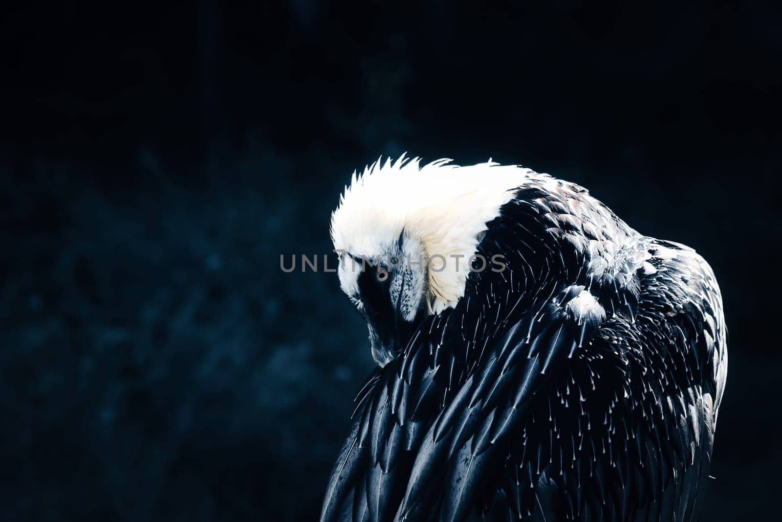 Portrait of a gray vulture. Large bird, gray, white feathers. Scavenger from Africa. Sits on a rock. Animal photo