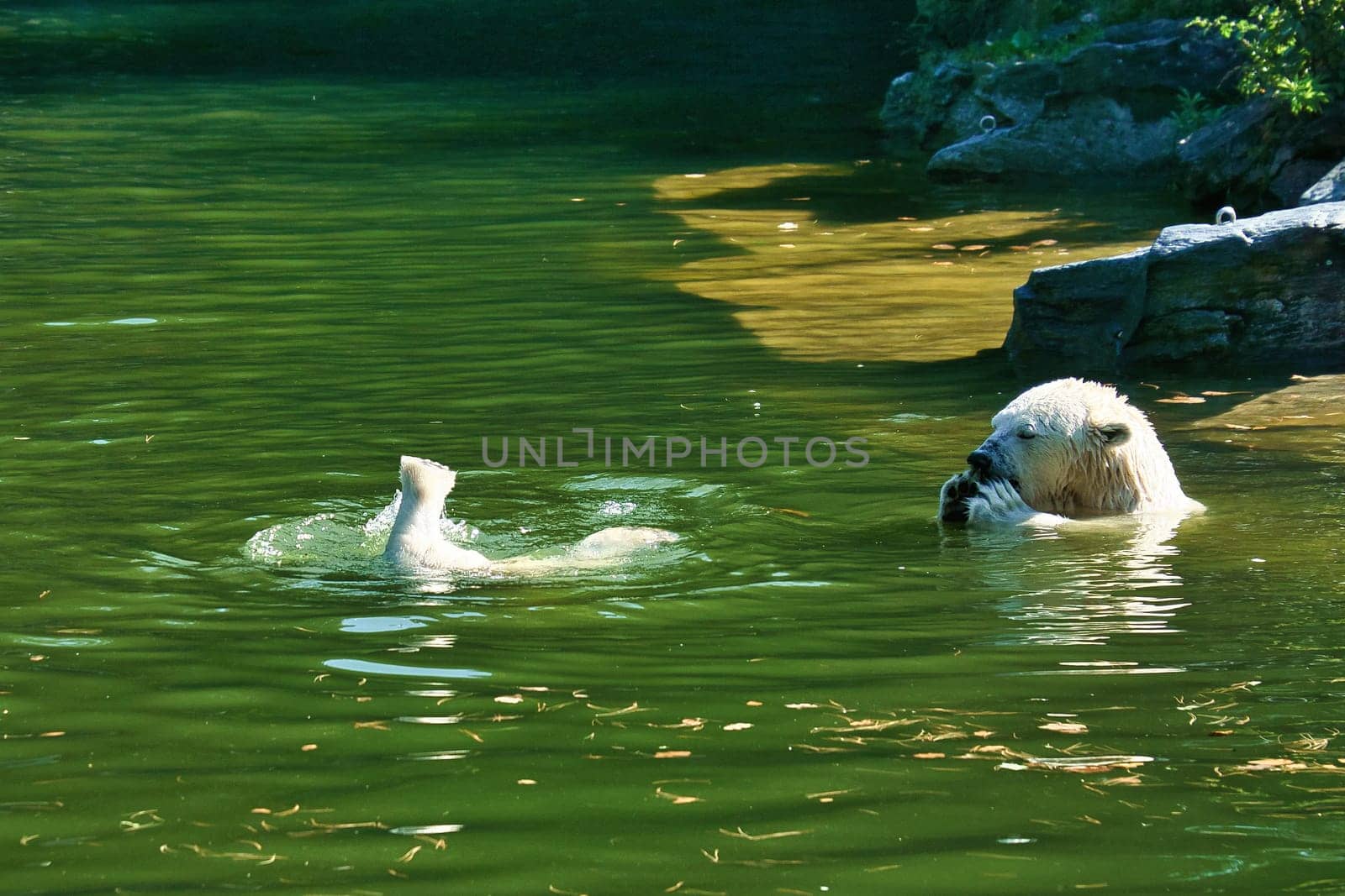 Polar bear mother playing with polar bear cub in water. White fur of the large predator. Mammal animal photo