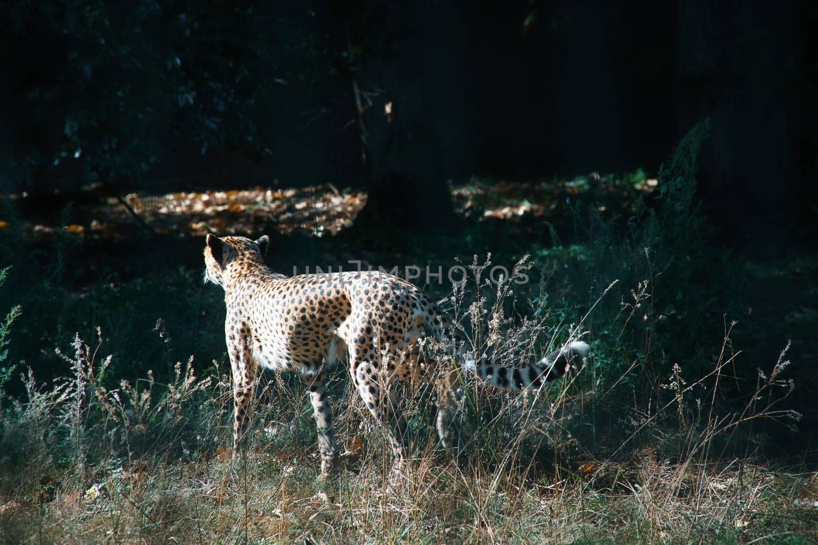 Cheetah roams through the grass. Big cat from Africa. Animal photo of a predator. Elegant mammal