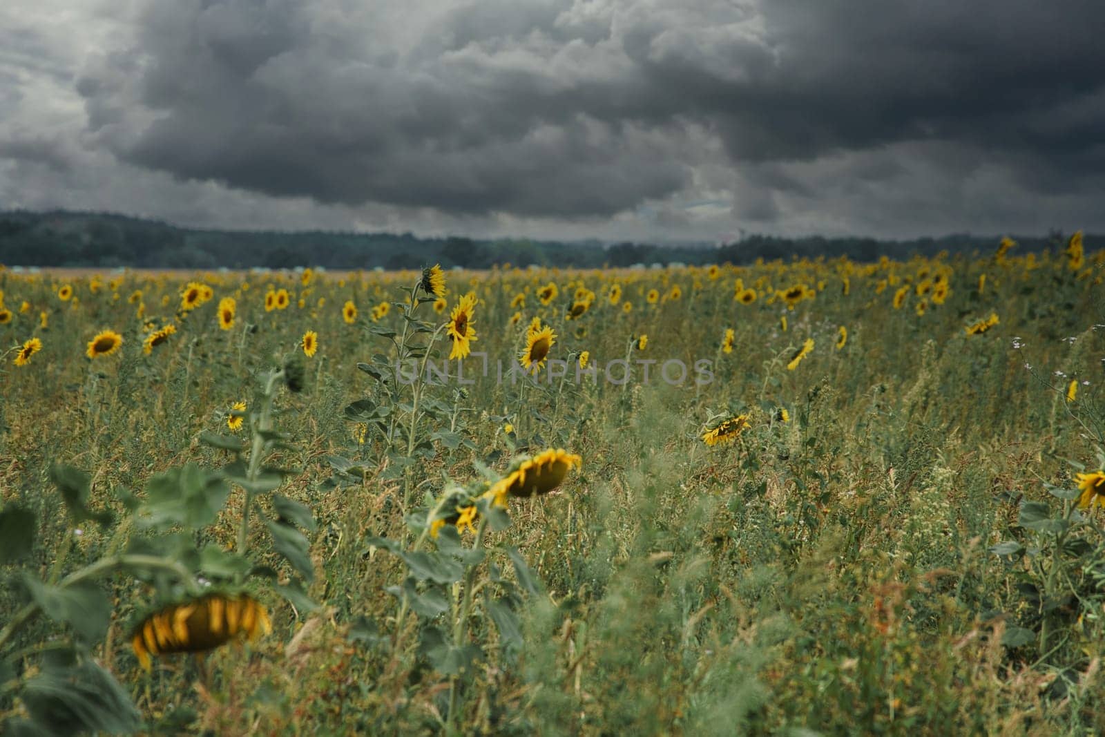 Sunflower field with many yellow flowers. Sunflower oil is produced from the seeds. Plants photo from nature