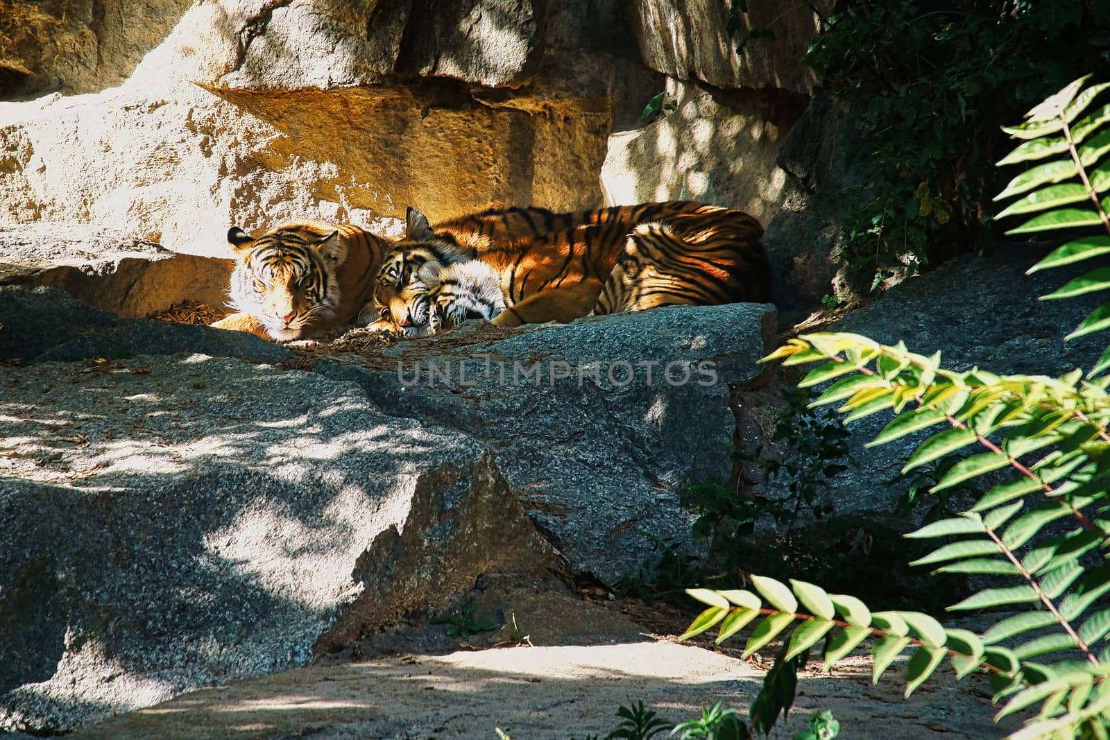 Three tiger cubs lying to rest. Striped fur of the elegant predators. Big cat from Asia. Mammal animal photo