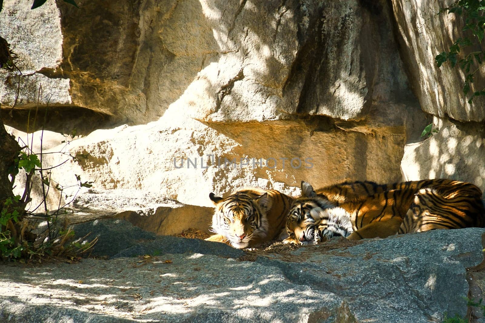 Three tiger cubs lying to rest. Striped fur of the elegant predators. Big cat from Asia. Mammal animal photo