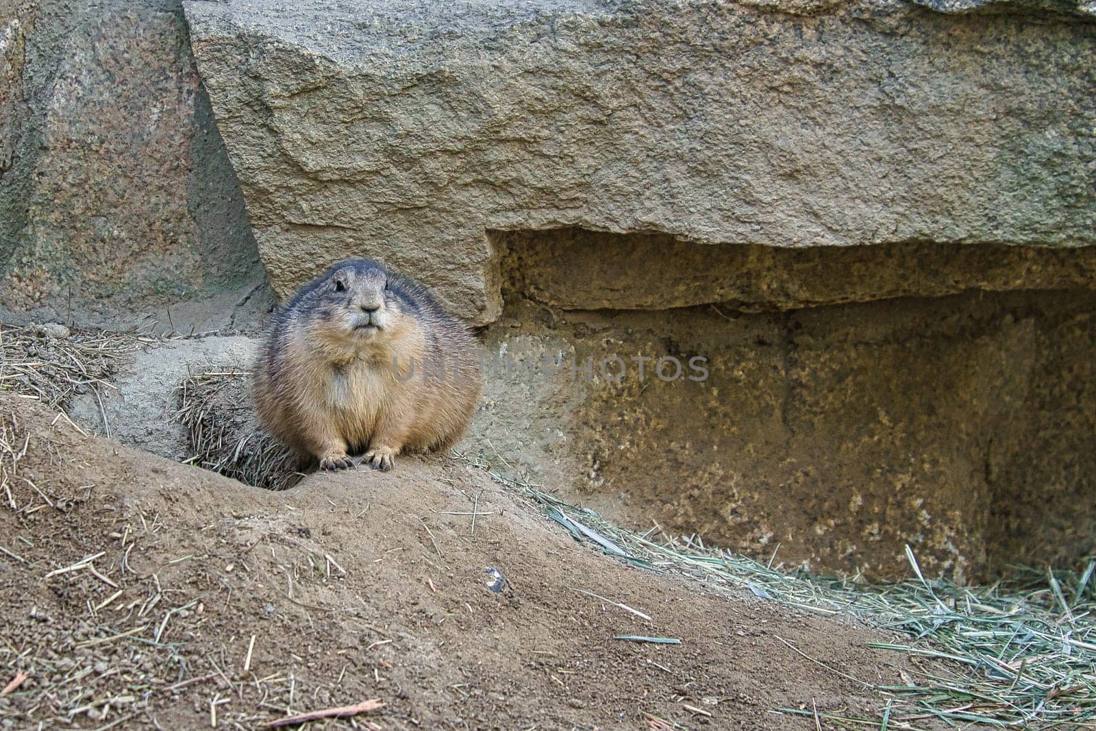 Marmot lying on rock facing the viewer. small rodent from the Alps. Mammal animal photo