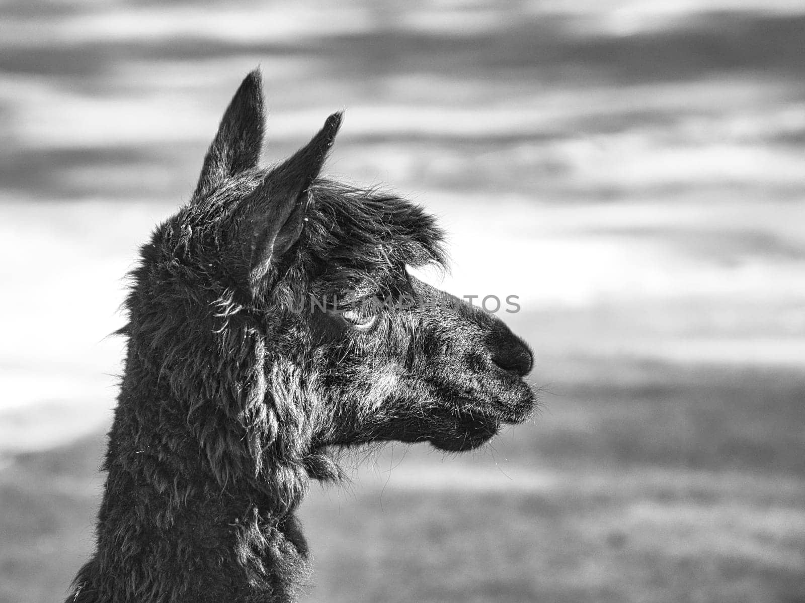 alpaca in portrait taken in black and white. Interested and cute mammals. they are farm animals from which the wool is processed.