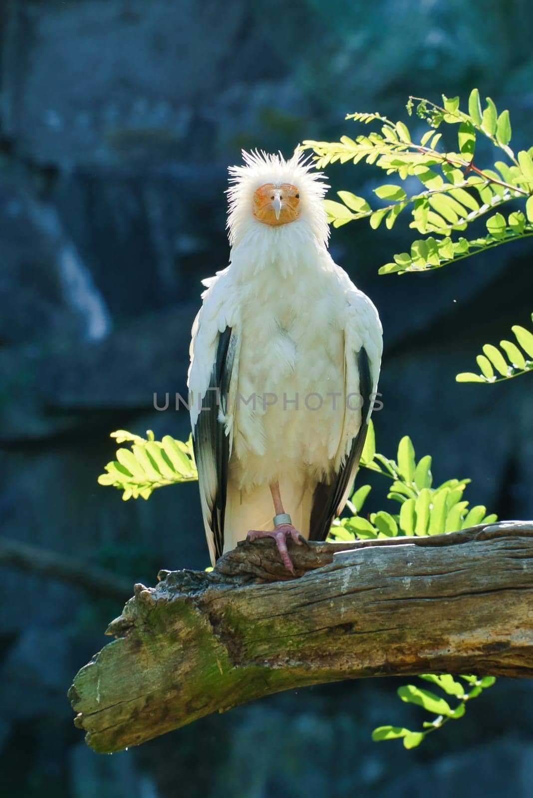 Dirt vulture portrait. Wild hairstyle. Vulture bird sitting on a branch. Bird of prey from Africa. Animal photo from nature