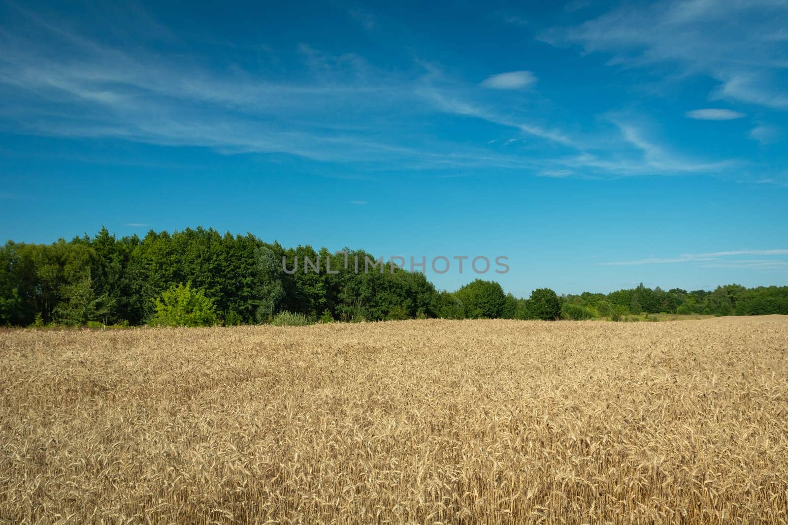 Field with golden grain, forest and blue sky, summer day