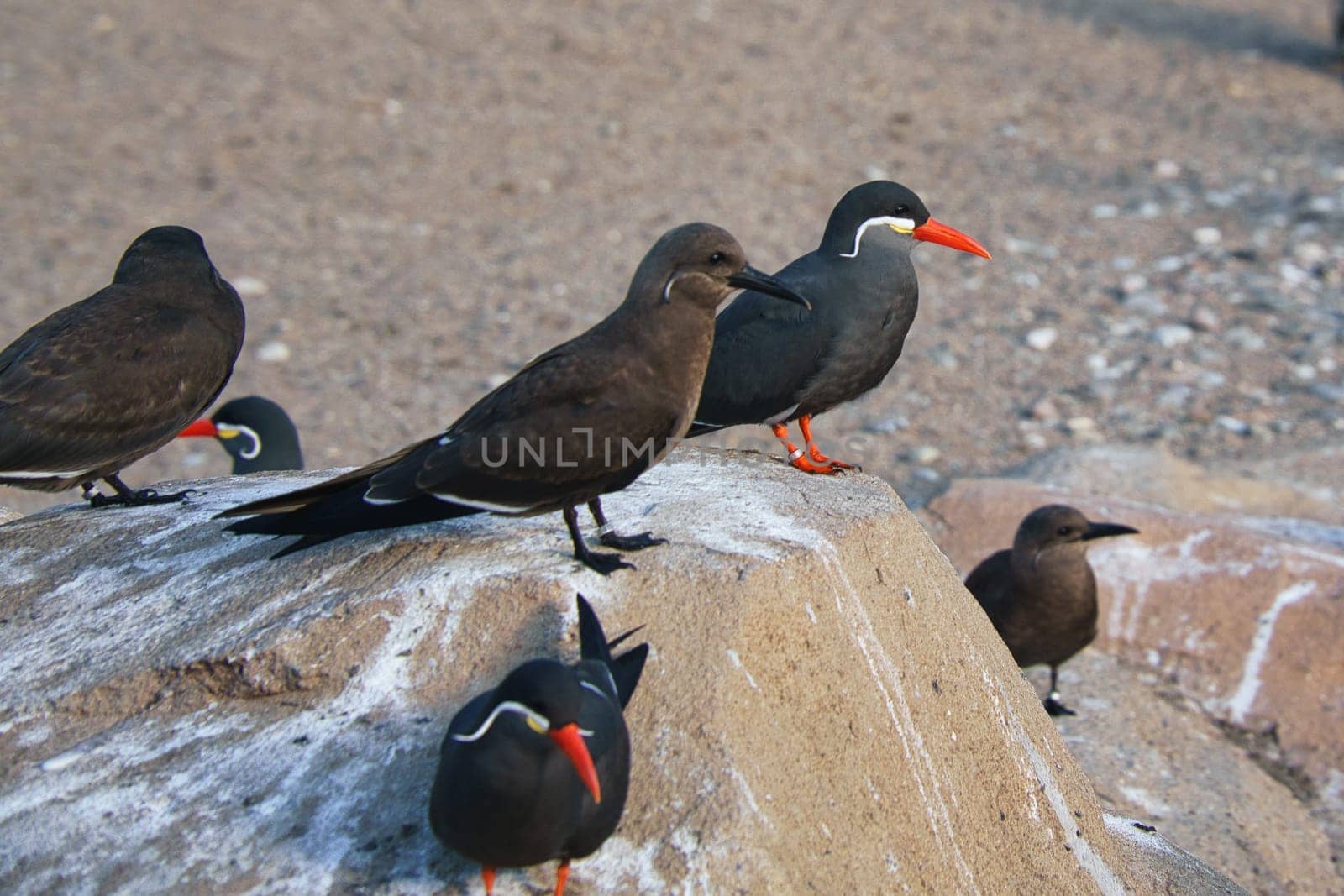 the inka tern is a seabird with gray plumage and red beak with a wise head feather. it lives on the ocean