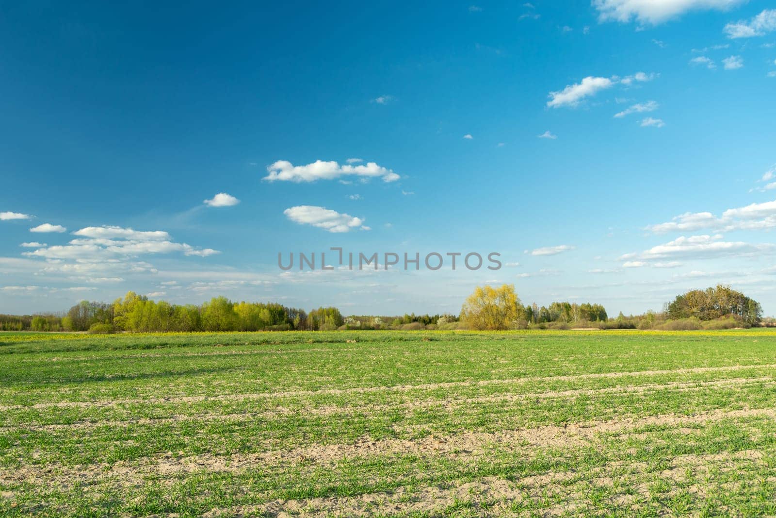 Young plants on the field and the blue sky, spring view