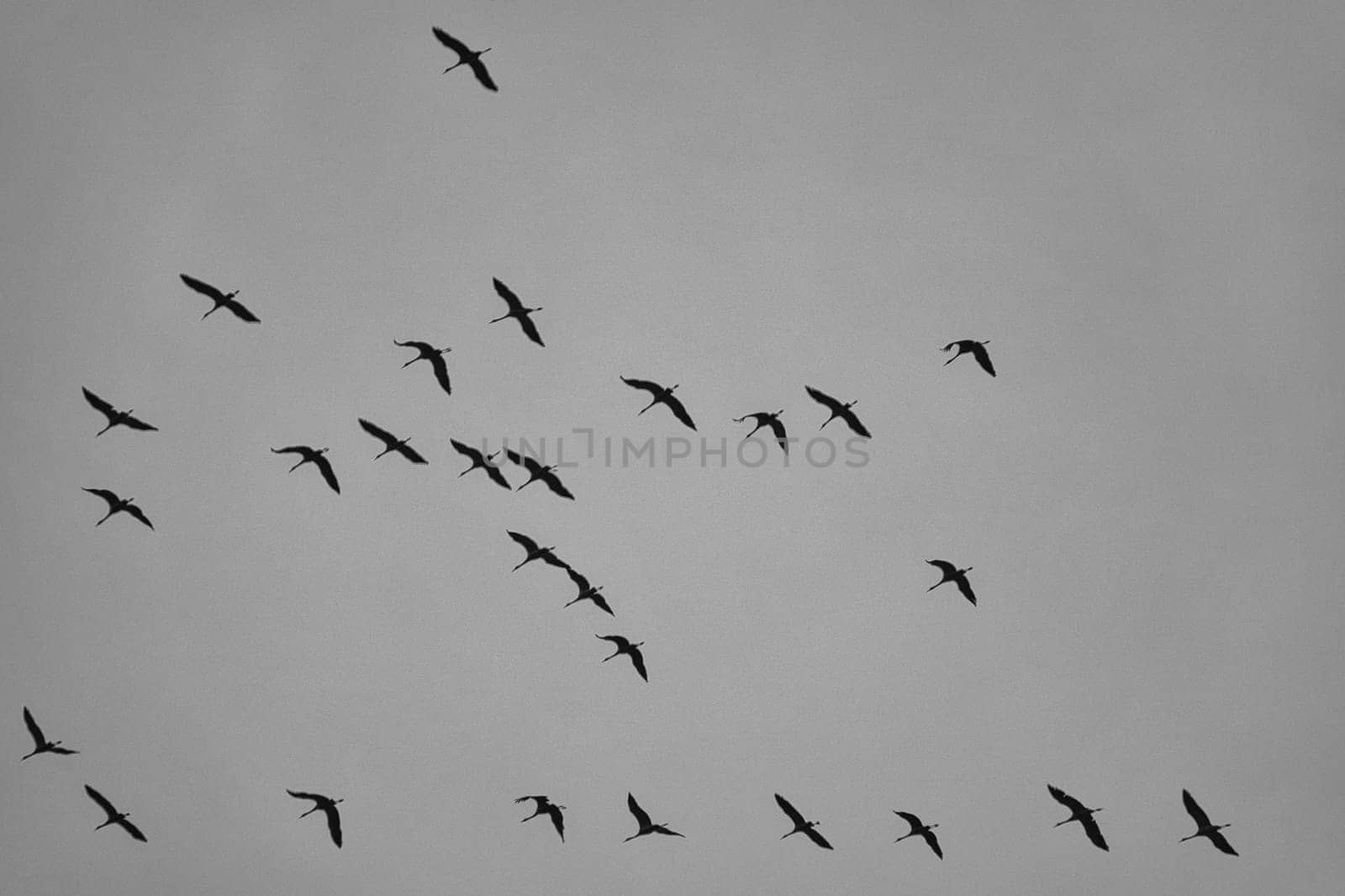 Cranes moving in formation in the sky. Migratory birds on the Darss. 100000 birds migrate every year in autumn from the north to the south and back again in spring. A natural spectacle that attracts many visitors.