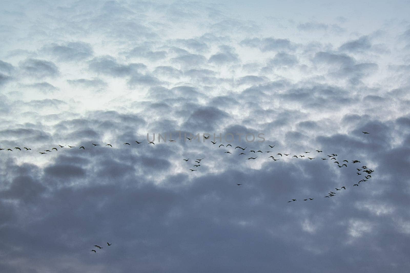 Cranes moving in formation in the sky. Migratory birds on the Darss. 100000 birds migrate every year in autumn from the north to the south and back again in spring. A natural spectacle that attracts many visitors.