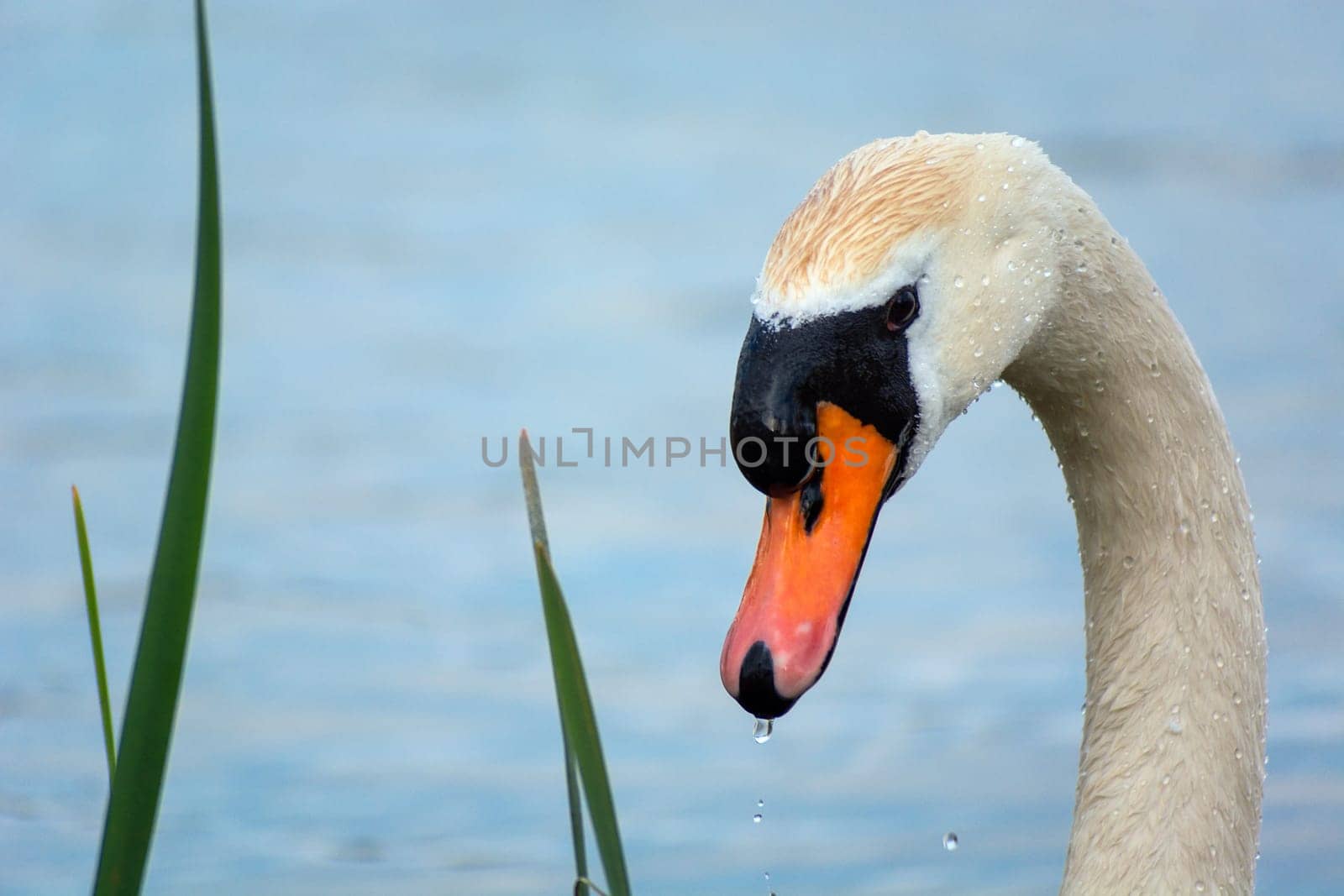 Neck and head of a white mute swan, spring day