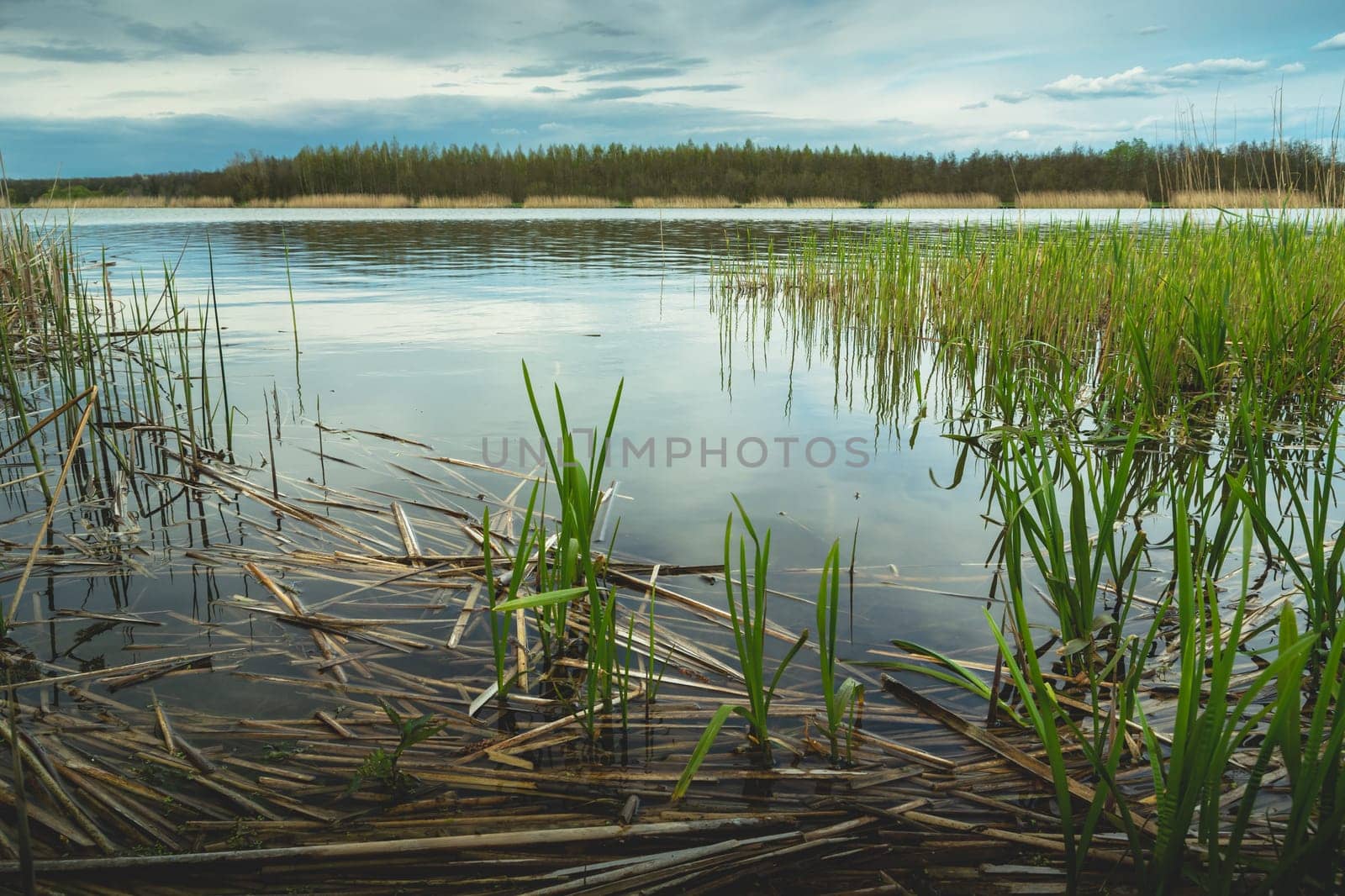 Reeds by the lake shore, a spring view, Stankow, Poland