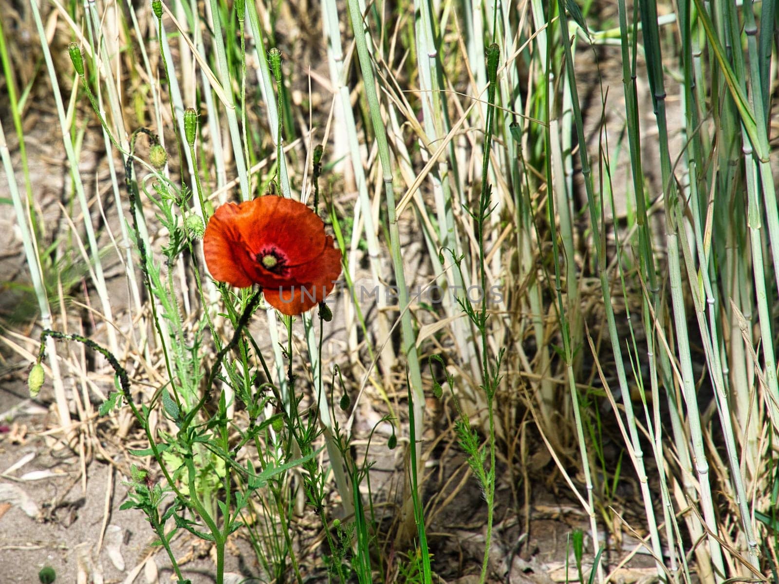 gossip poppies in a summer meadow. splashes of color in red. the delicate petals isolated. Flowers photo. Nature photo