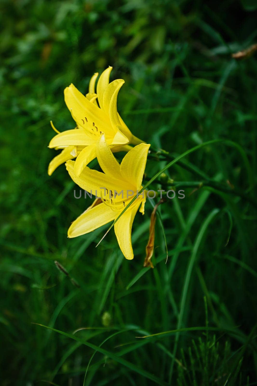 gorgeous yellow lily with beautiful bokeh. Green leaves complete the color harmony. Flowers photo. Nature shot.