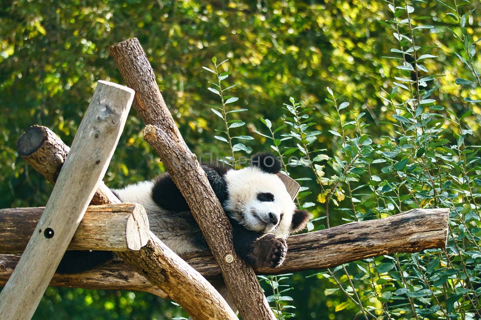 Giant panda lying on tree trunks in the high. Endangered mammal from China. Nature photo of animal