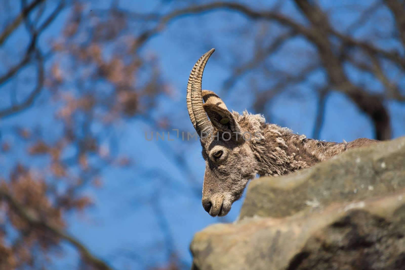 An ibex from the Berlin Zoo. portrait recording