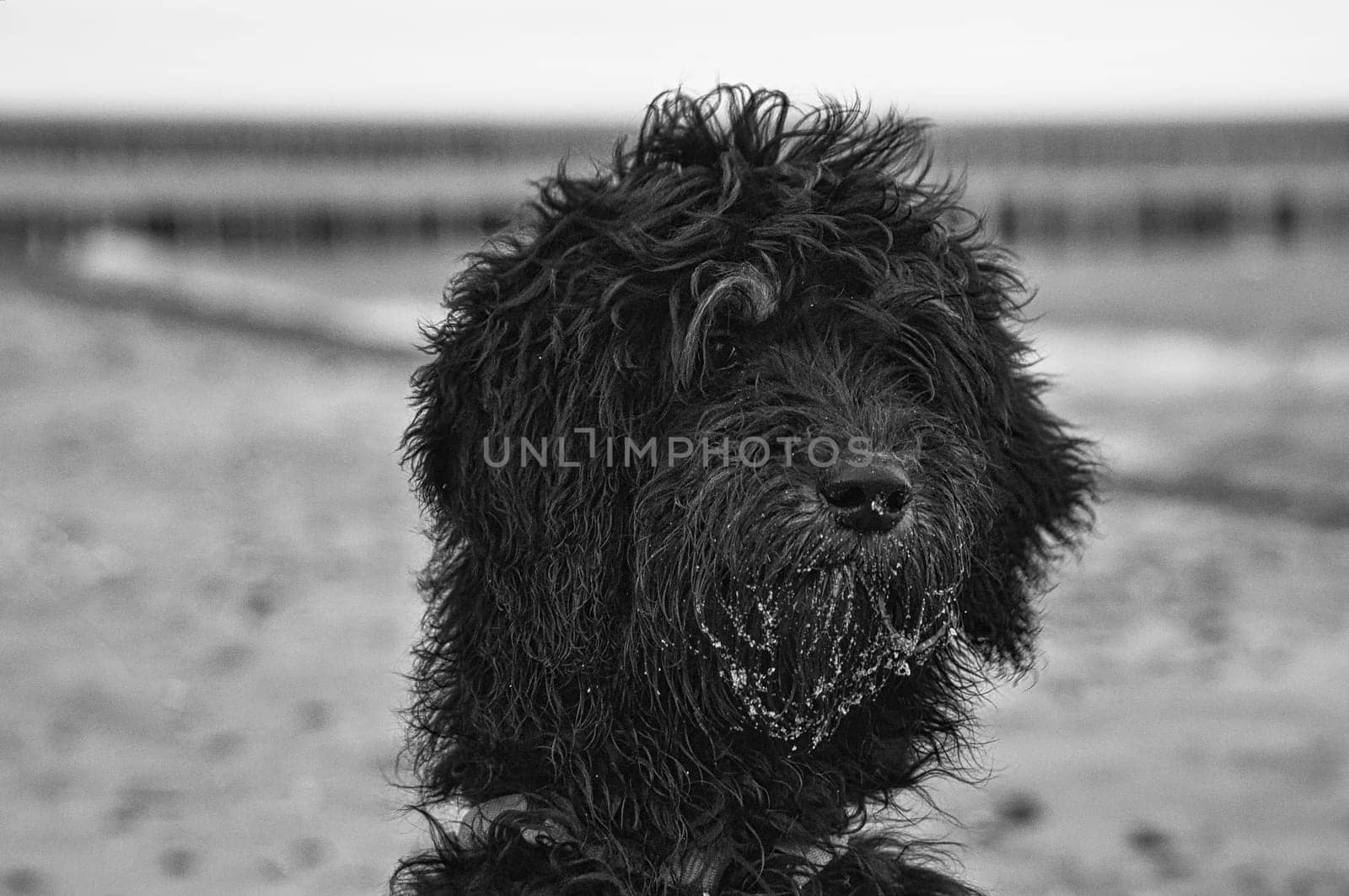 Godendoddle in black and white in portrait on the beach of the Baltic Sea. Dogs shot . Animal photo. Detailed shot.