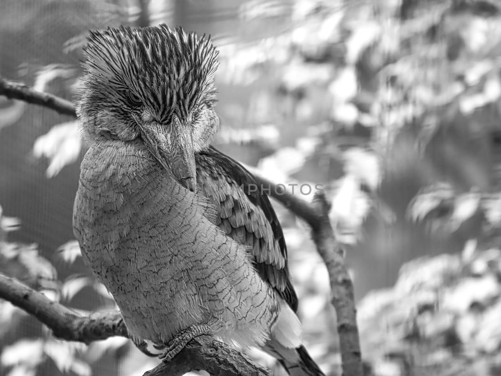 Laughing Hans in black and white. on a branch. Beautiful colorful plumage of the Australian bird. Interesting observation of the animal. Animal photos in Germany