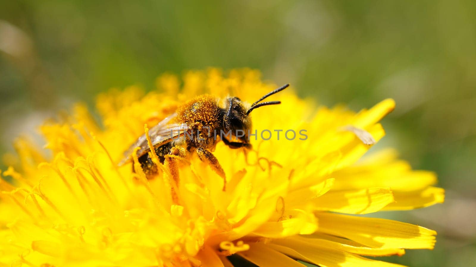 Honey bee on a flower collecting nectar. Macro shot in summer sunshine