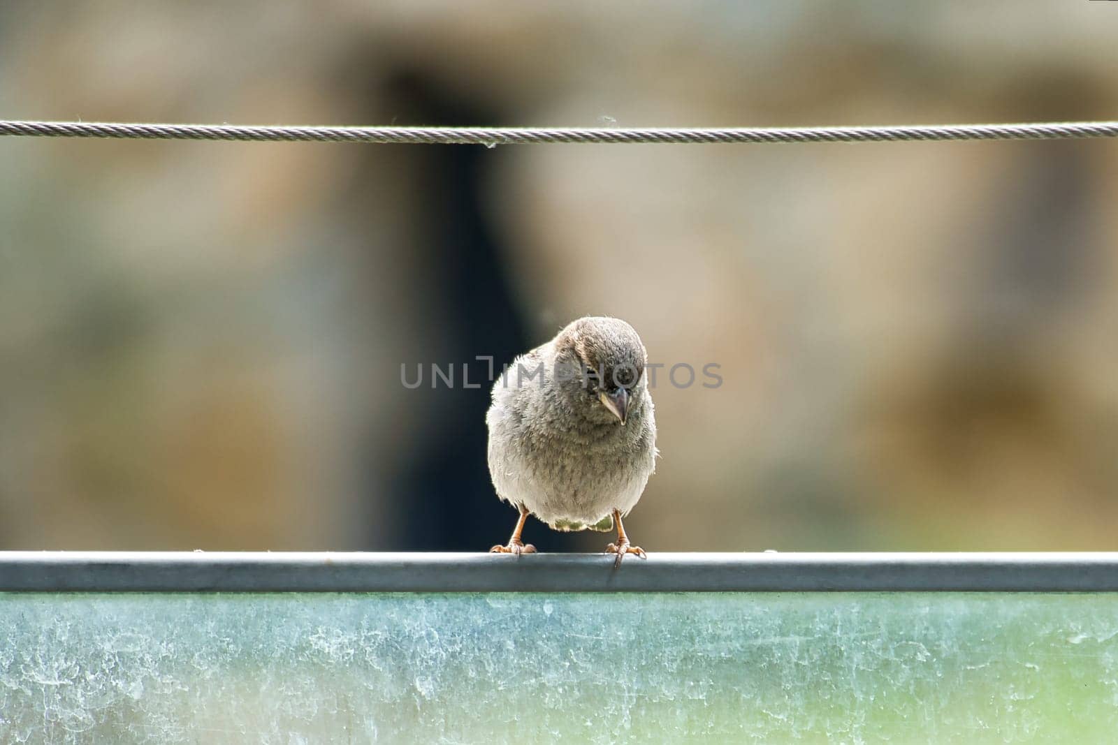 brown sparrow sitting on a wire rope. small songbird with beautiful plumage. the sparrow is an endangered bird. Recorded in Germany