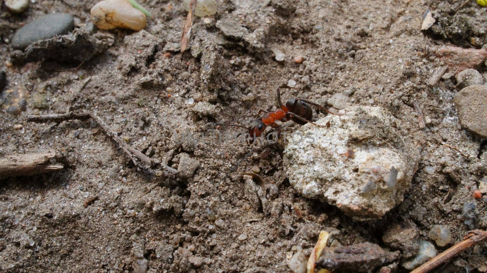 Ant collecting food in close up . the small industrious insects are very nimble