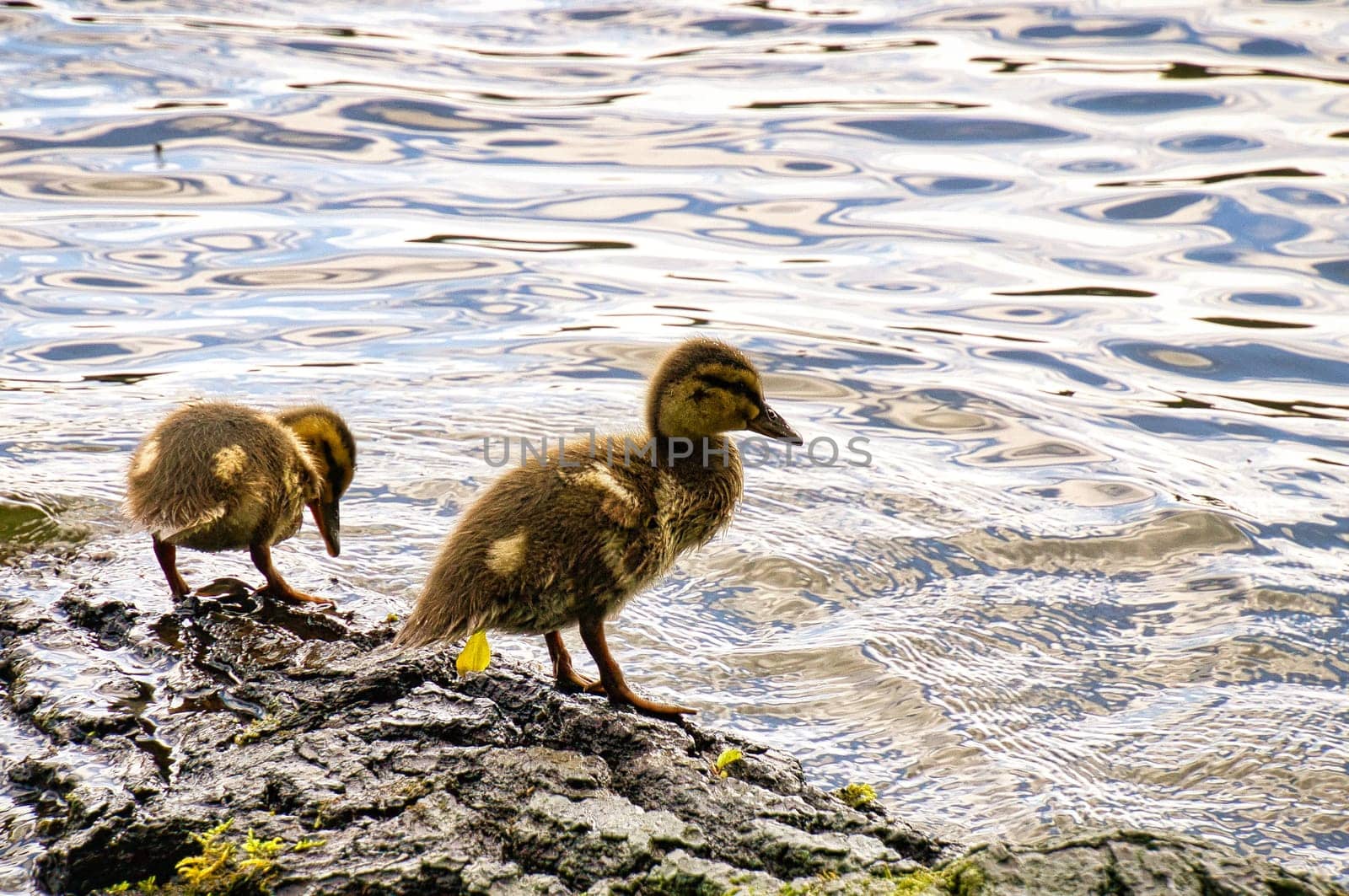 Ducks chicks on a log in the river. Small water birds with fluffy feathers. Animal photo from nature