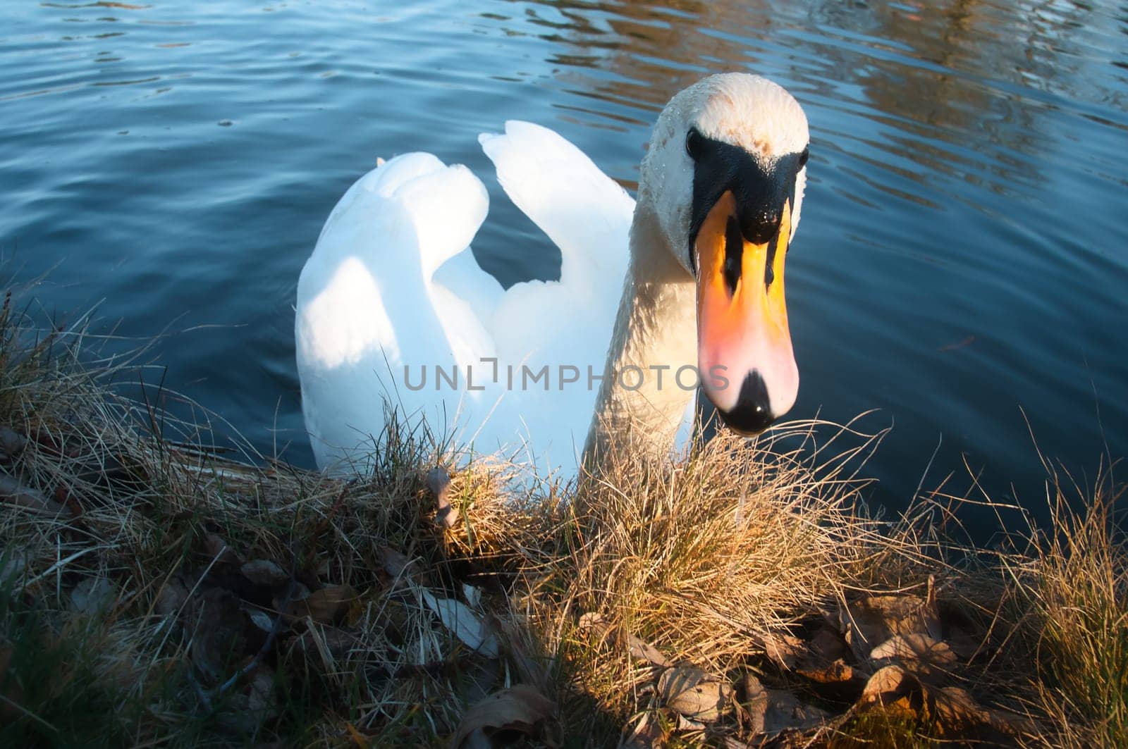Mute swan on the shore. Interested look of the water bird. Bird from Brandenburg. Animal photo from nature