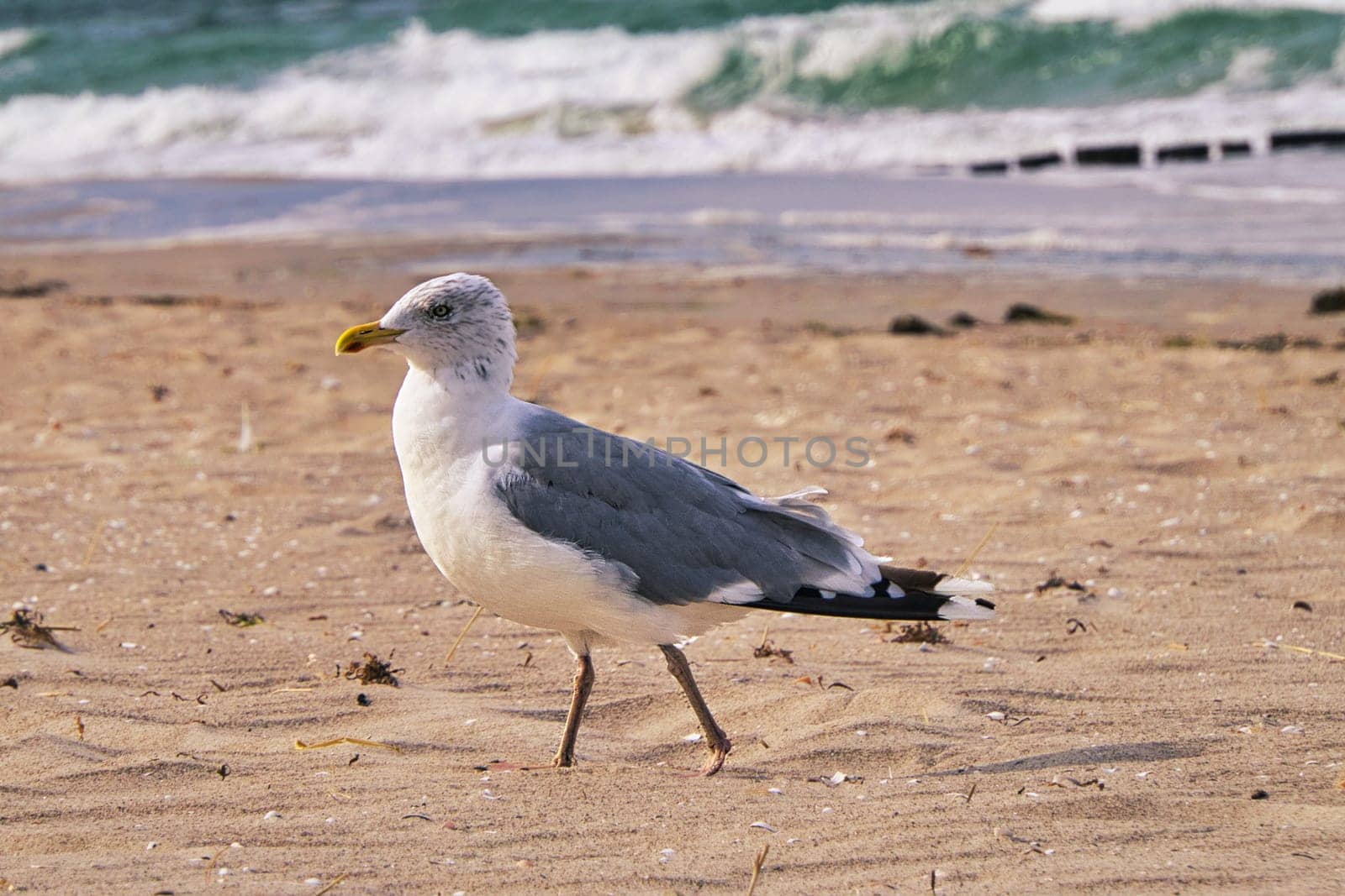 Seagull on the beach. Birds of the sea. These animals belong to the water like the waves belong to the sea